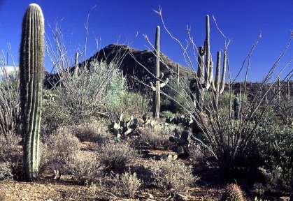 Tucson Mts. Cactusscape